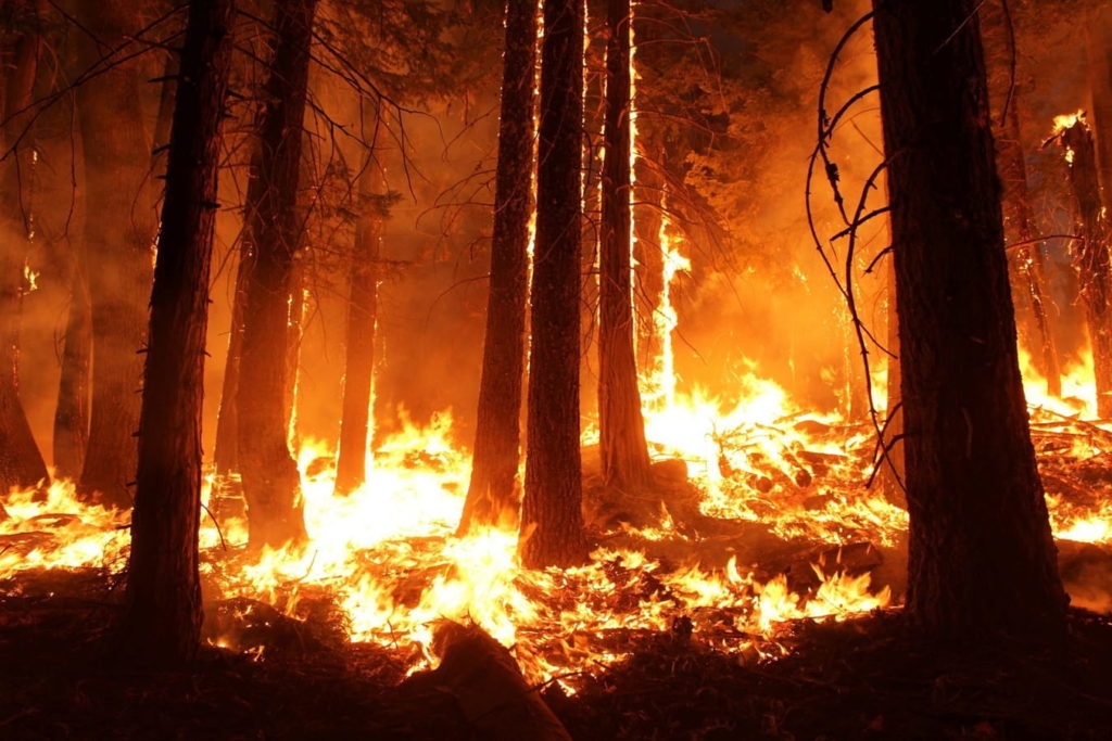 forest-wood-night-smoke-orange-flame-834878-B-min
